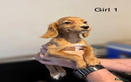 Cocker Spaniel dogs for sale: Beautiful cocker spaniel puppies ready now - Image 14