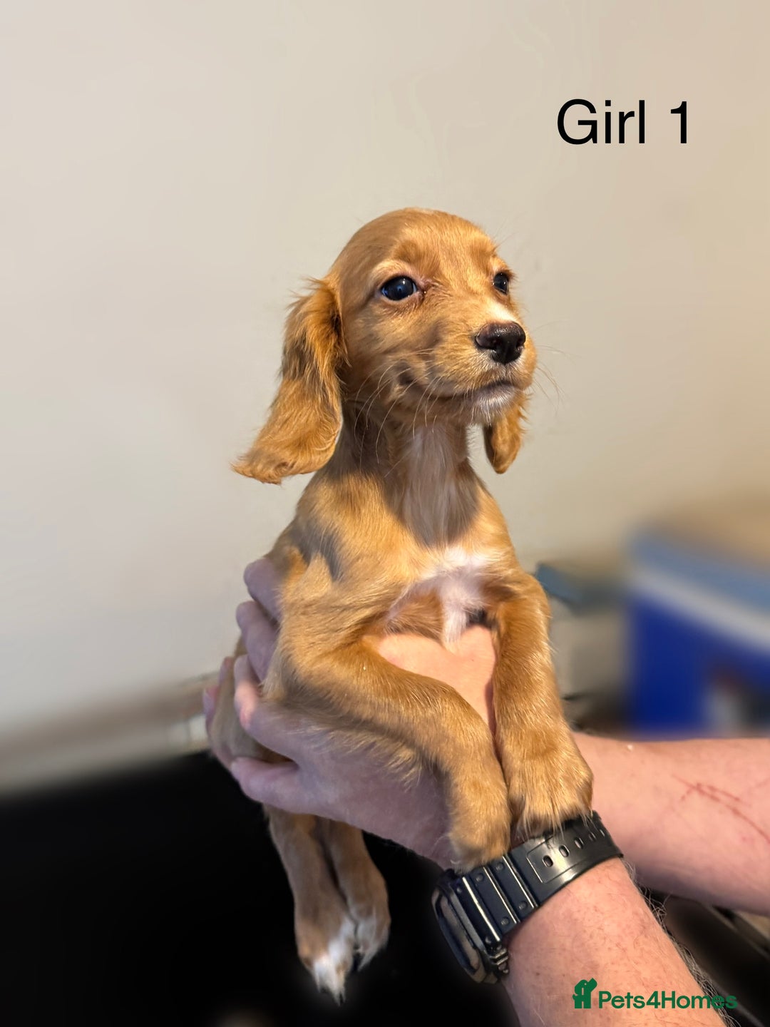 Cocker Spaniel dogs for sale: Beautiful cocker spaniel puppies ready now - Image 14