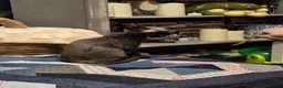 Devon Rex cats for sale: Ready now Black Devon Rex boy - Advert 11