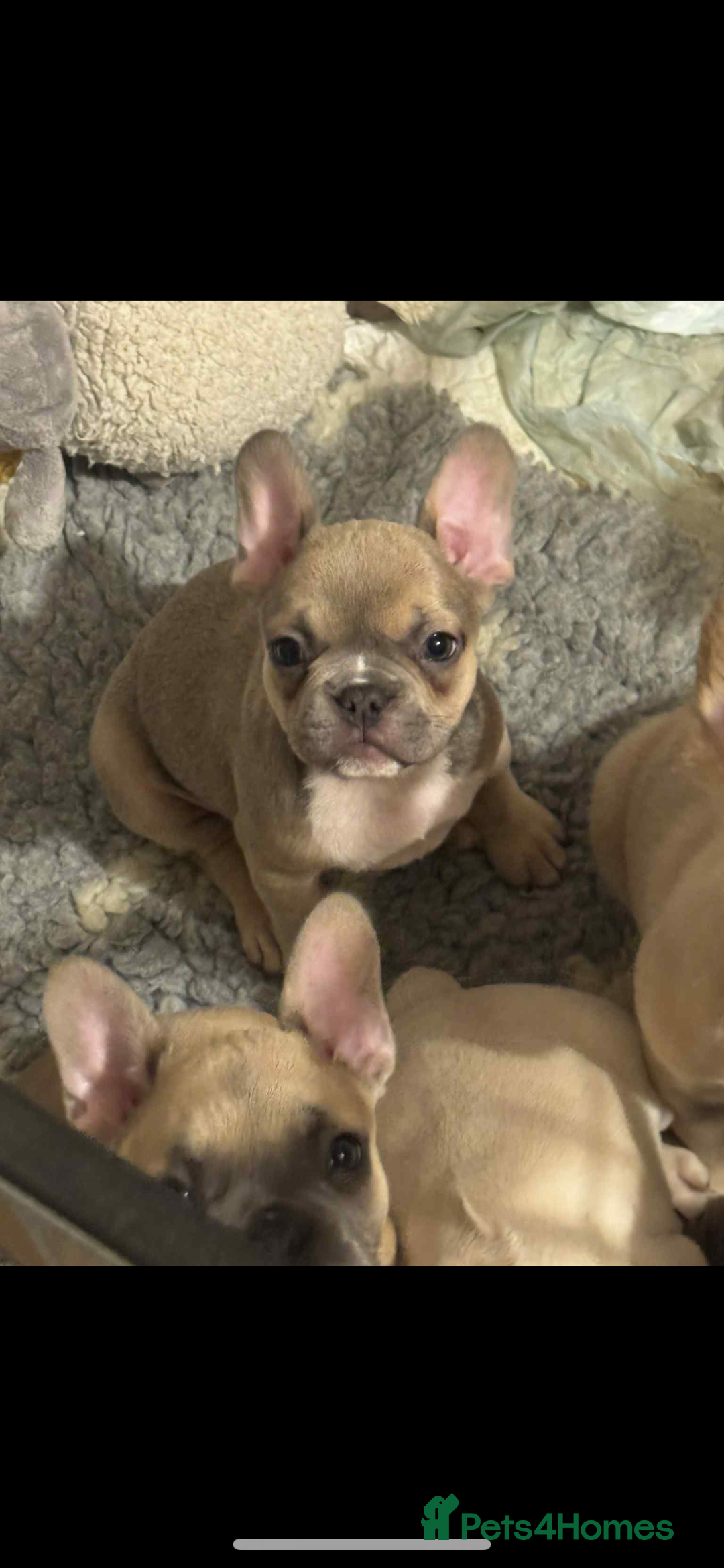 French Bulldog dogs for sale: French bulldog pups available (Reduced) - Advert 2