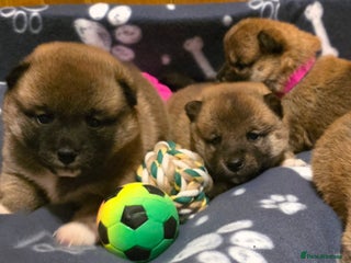 Japanese Shiba Inu dogs KC Reg Japanese Shiba Puppies - Advert 2
