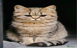 Mixed Breed cats for sale: Beautiful British Shorthair Tabby Female Kittens - Image 5