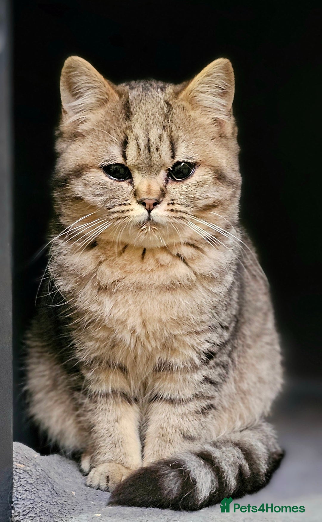 Mixed Breed cats for sale: Beautiful British Shorthair Tabby Female Kittens - Image 5