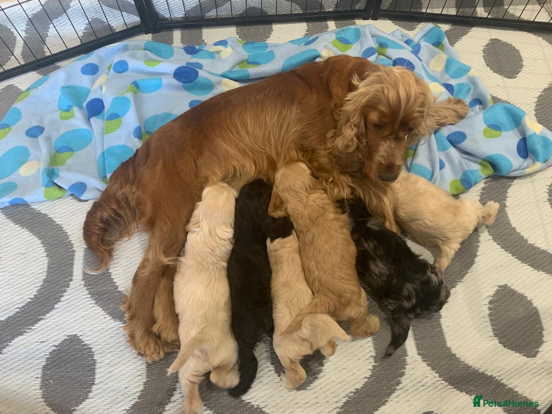 Cockapoo dogs for sale: Beautiful Cockapoo puppies🐶 - Image 16