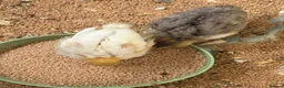 Quail poultry for sale: Lovely coturnix quail  2 weeks old lovely  colours - Advert 4