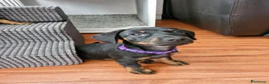 Purple Girl