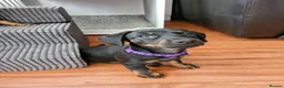 Dachshund dogs for sale: READY TO LEAVE 1 Dachsund Puppy (1 Girl) - Advert 13