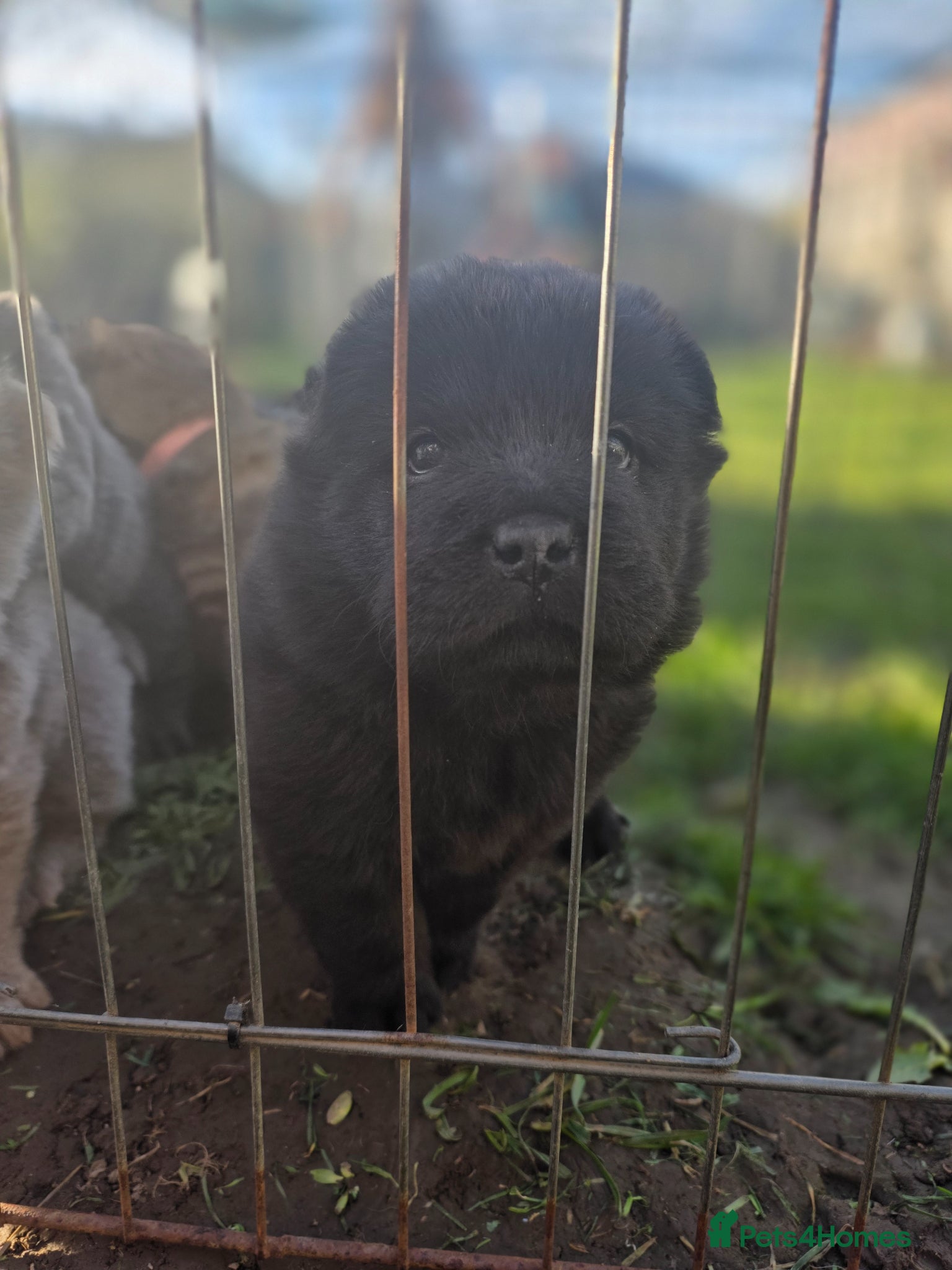 Mixed Breed dogs Chowpeis - Advert 2