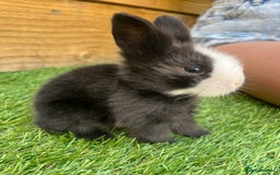 Lionhead rabbits for sale: Lion head rabbits for sale - Image 2