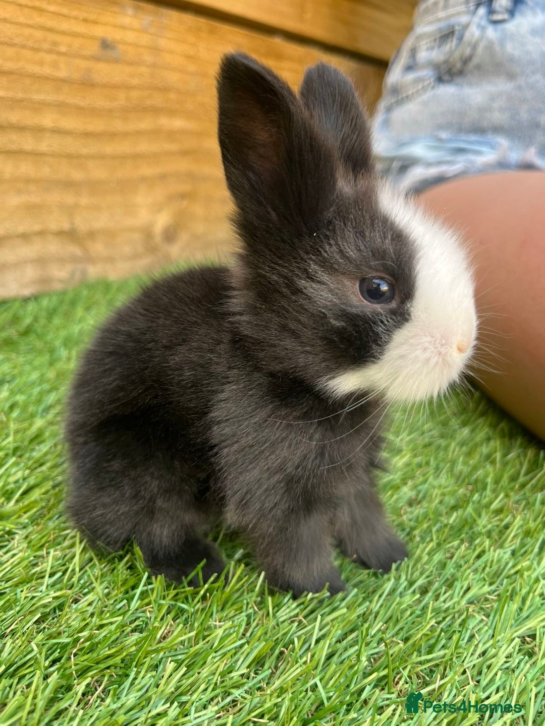 Lionhead rabbits for sale: Lion head rabbits for sale - Image 2