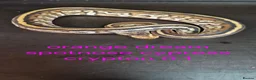 Python Snake reptiles for sale: Mixed juvinile royals - Advert 3