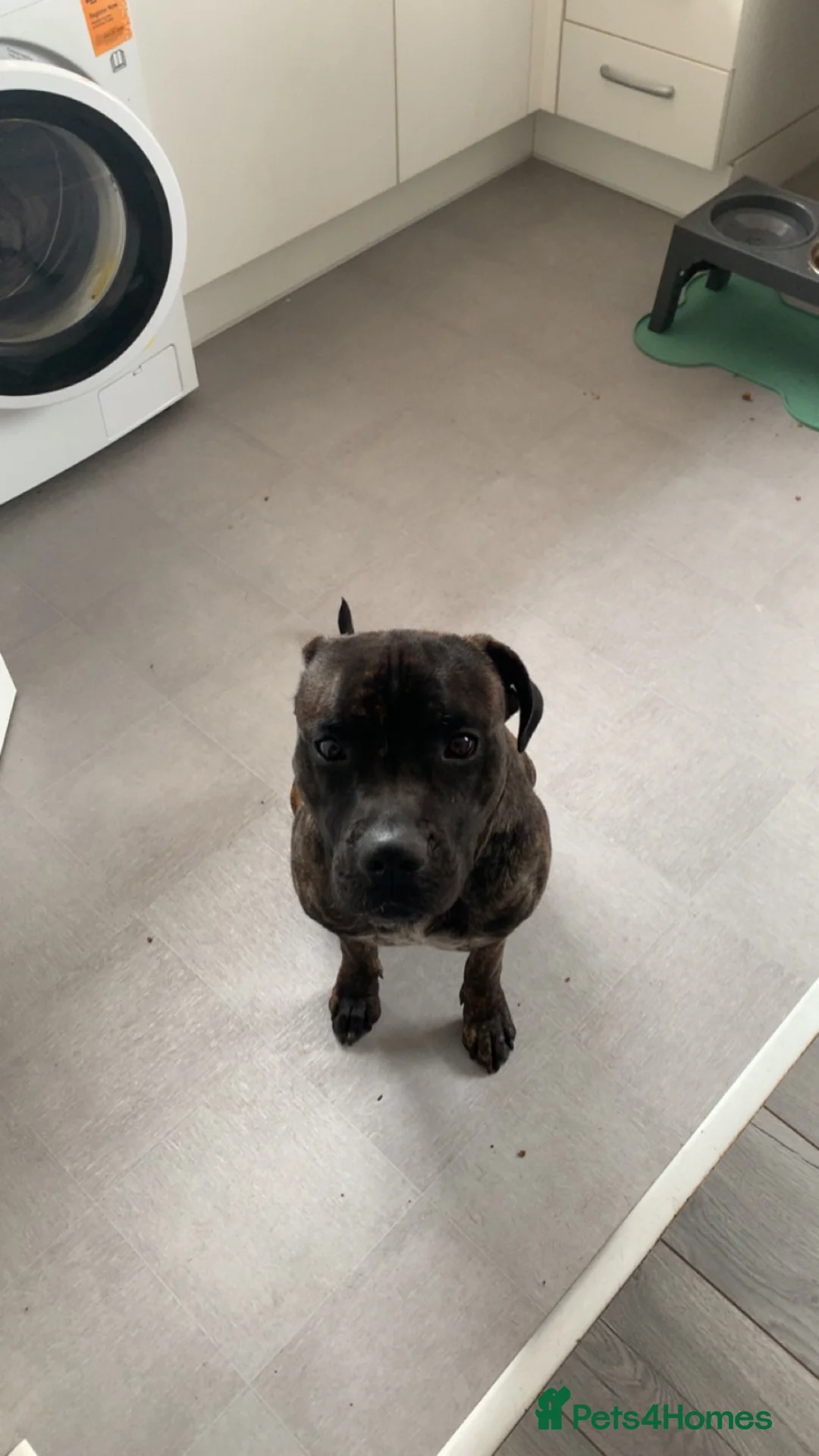 Presa Canario dogs for sale: 20 month old Male Presa canario in Market Harborough - Advert 2