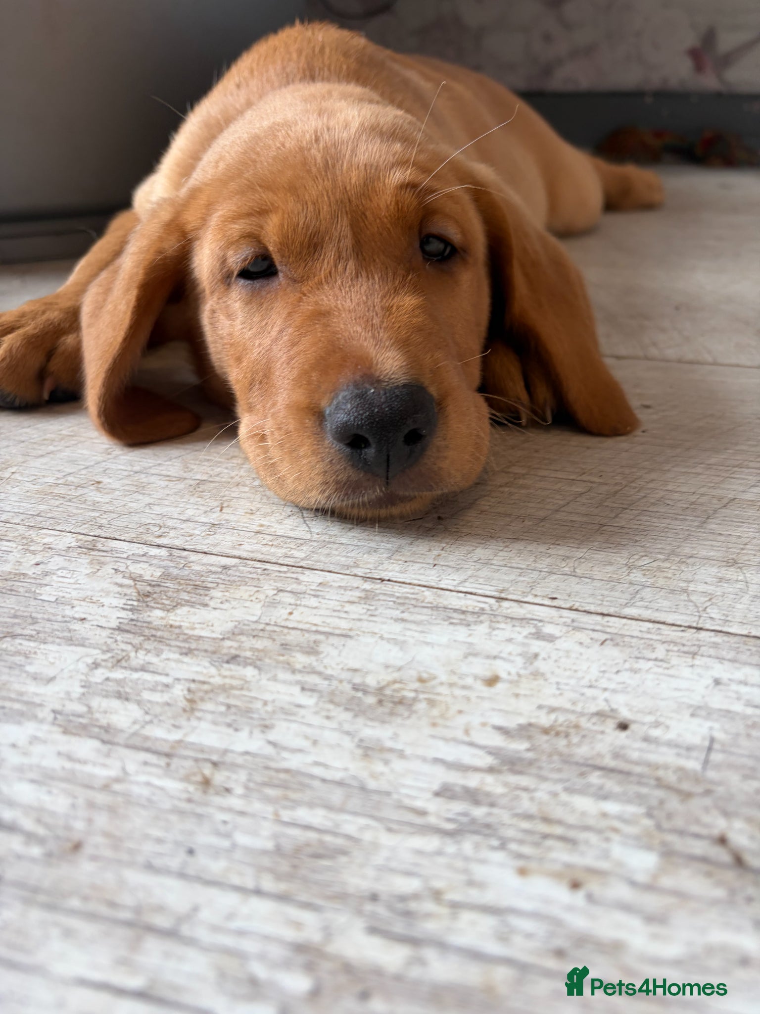 Labrador Retriever dogs *ready now* KC REGISTERED LABRADOR PUPPIES - Advert 1