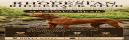 Rhodesian Ridgeback dogs for stud: KC Registered Rhodesian Ridgeback  in Buckley - Advert 2