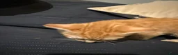 Mixed Breed cats for sale: Beautiful ginger kittens for SALE in Bradford - Advert 21