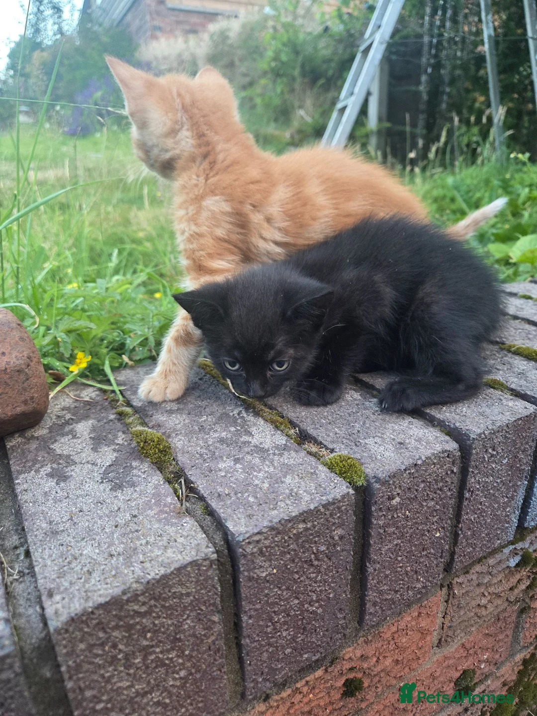 Mixed Breed cats for sale: Pair of kittens - Advert 2