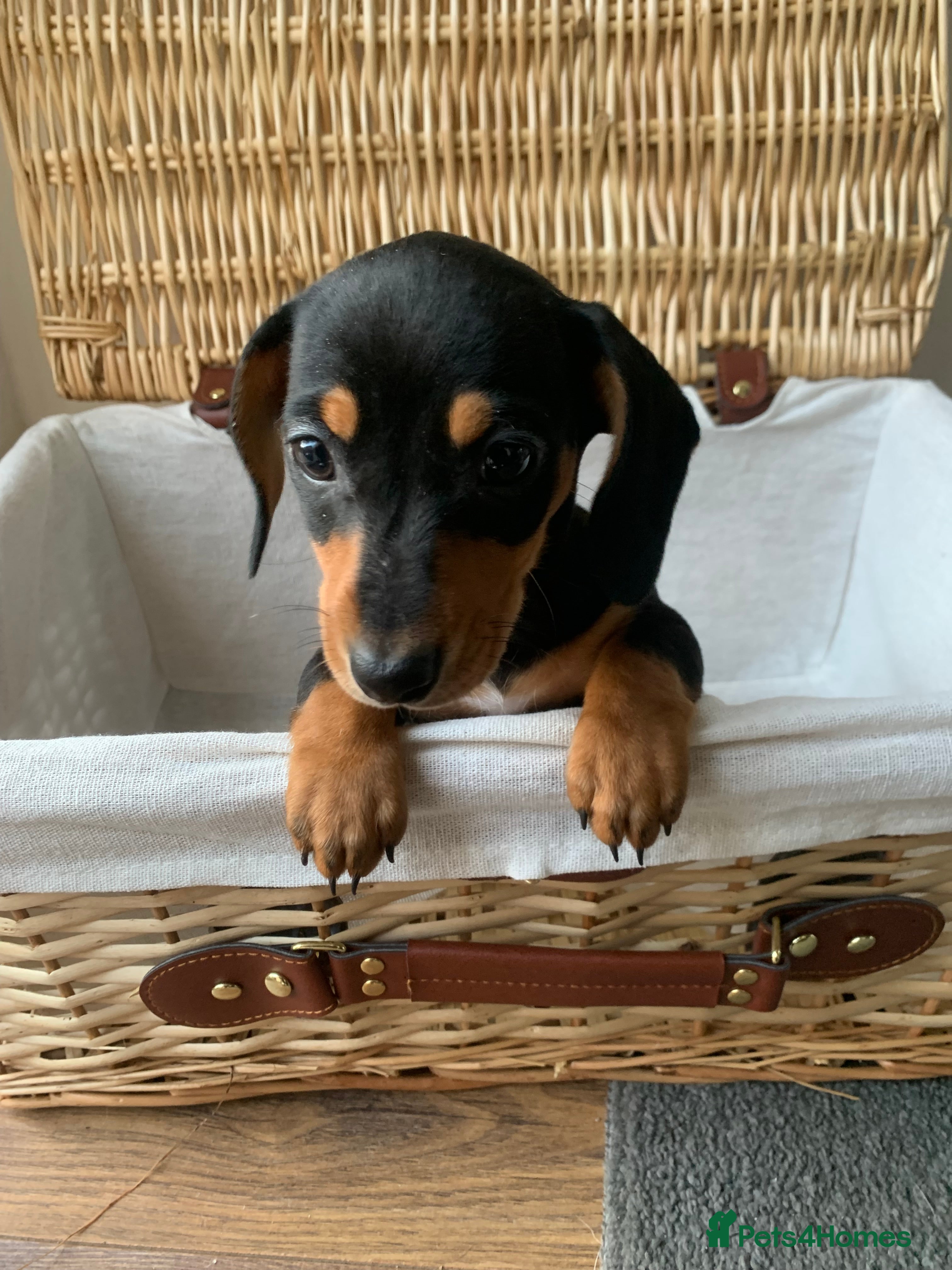 Miniature Dachshund dogs   🐾 LAST REMAINING KC PUPPY LEFT 🐾 - Advert 18