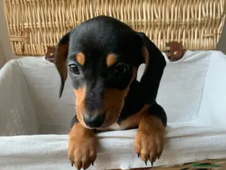 Miniature Dachshund dogs 🐾 LAST REMAINING KC PUPPY LEFT 🐾 - Advert 18