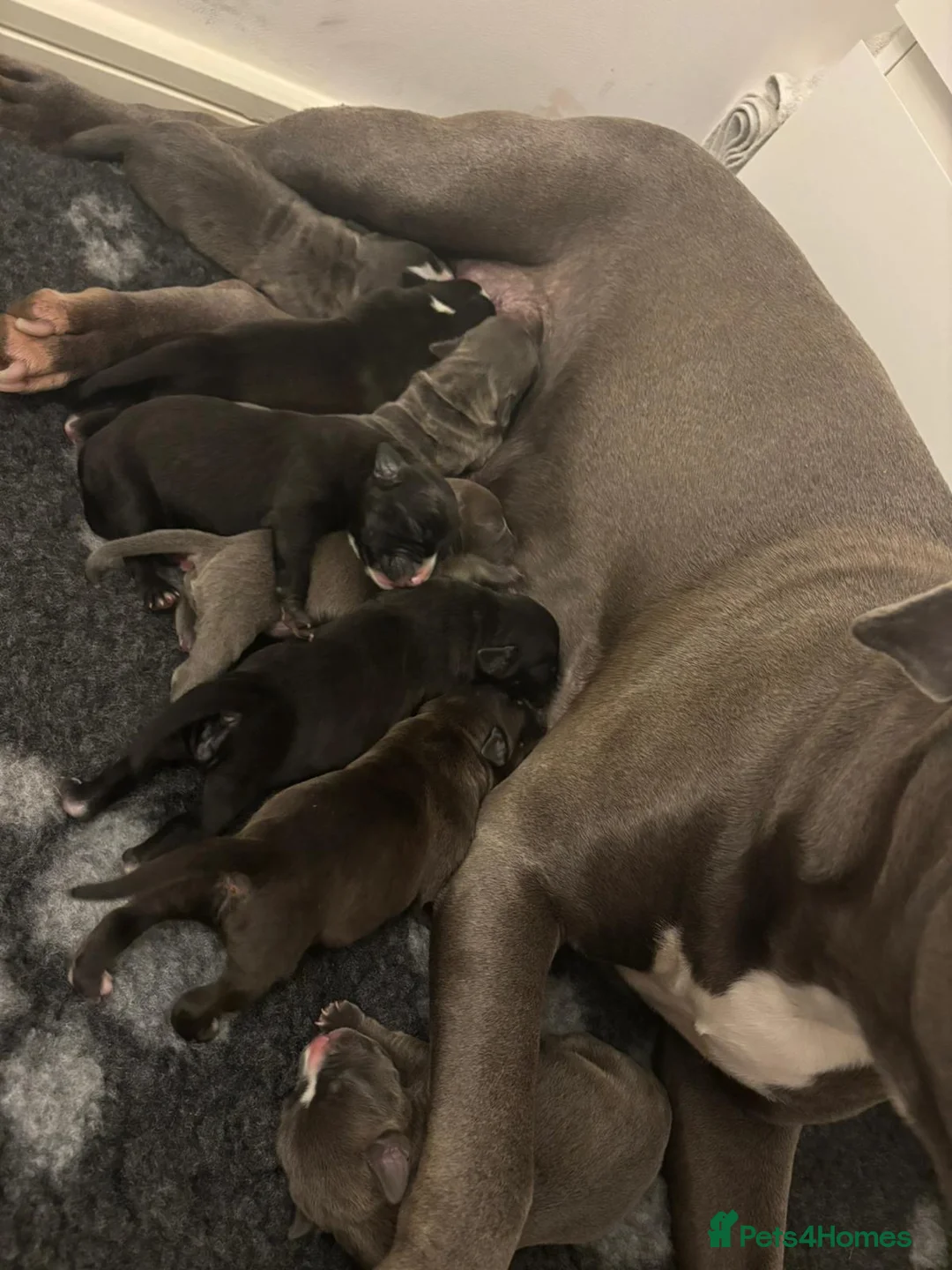Staffordshire Bull Terrier dogs for sale: Staffs for sale  in York - Advert 2