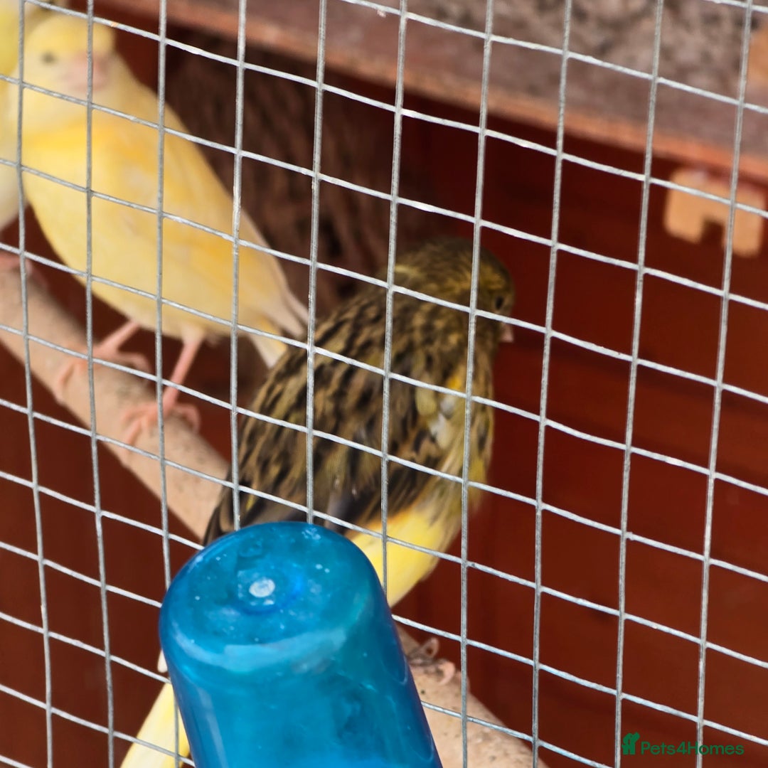 Canaries birds for sale: 8 canaries male and female and some baby  - Image 2