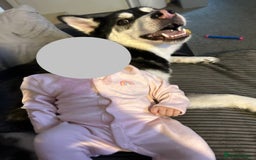 Utonagan dogs for sale: Husky for sale  - Image 3