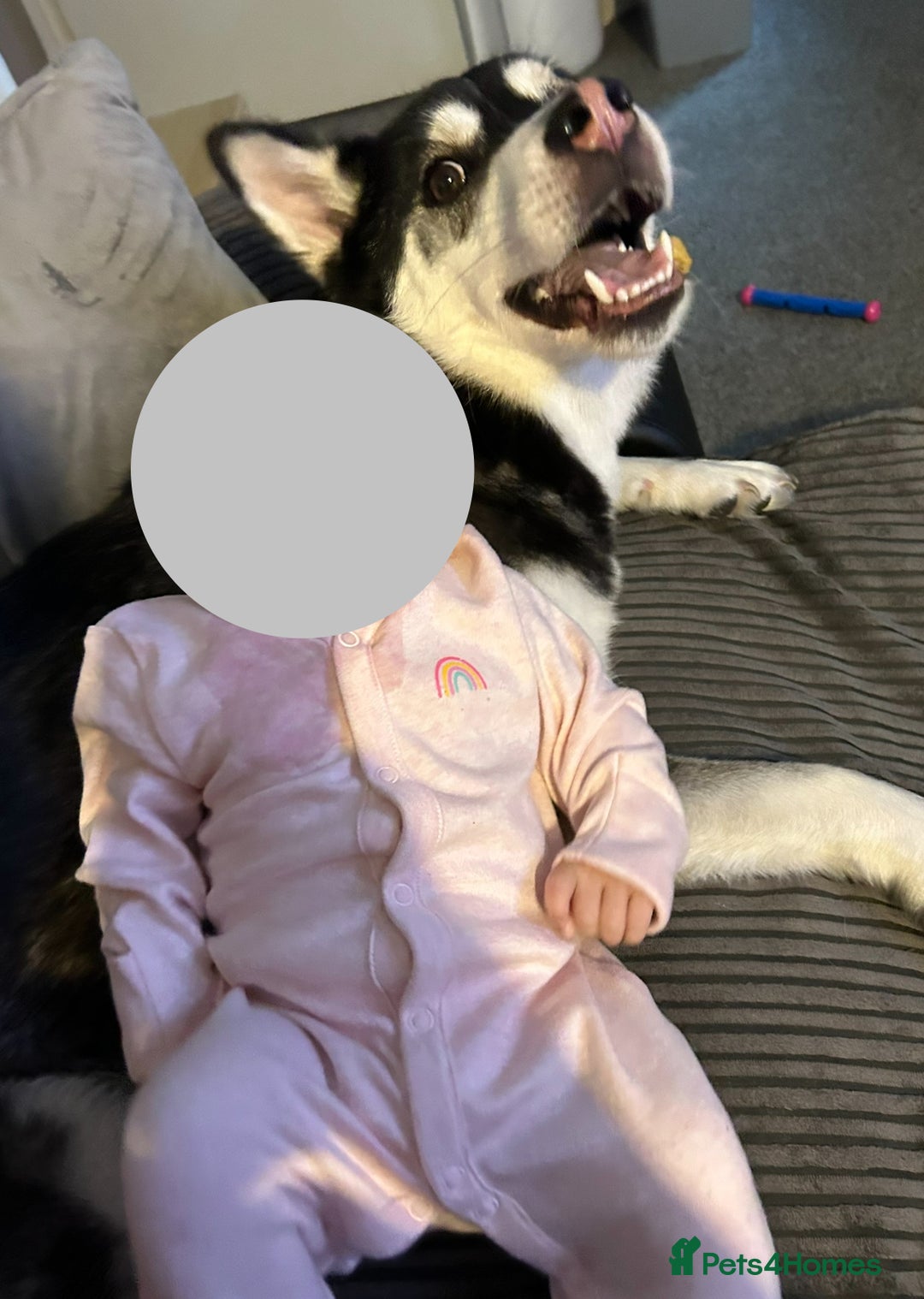 Utonagan dogs for sale: Husky for sale  - Image 3