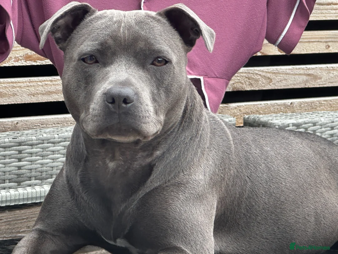 Staffordshire Bull Terrier dogs for sale: Staffordshire Bull Terrier Puppies Due December 26 in Blackpool - Advert 1