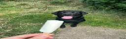 Labrador Retriever dogs for sale: Black male Labrador called bruno - Advert 13