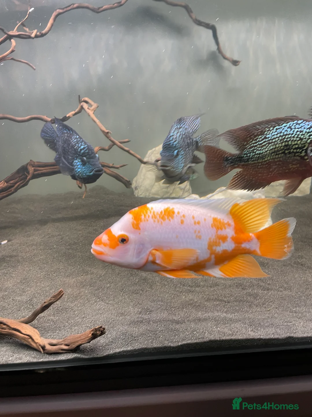 Cichlids fish for sale: Jaguare and red devile large  - Advert 9