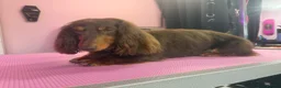 Dachshund dogs for sale: MINIATURE DACHSHUND GIRL LEFT FOR LOVING HOME - Advert 7