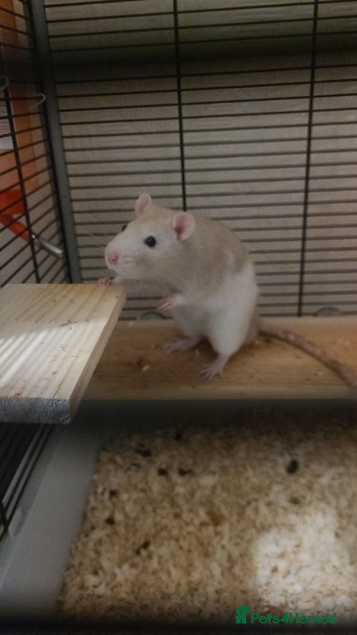 Rat rodents 2 male bonded rats - Advert 1