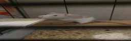 Rat rodents for sale: 2 male bonded rats - Advert 1