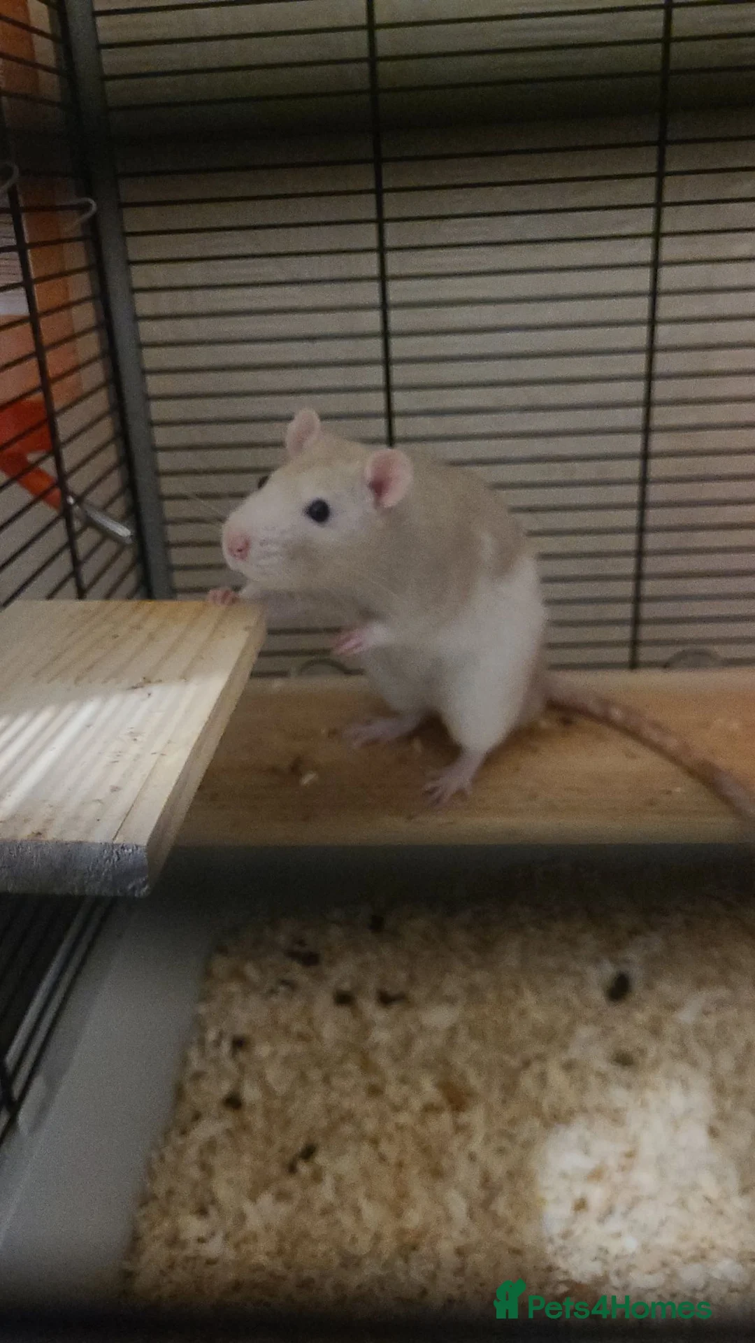 Rat rodents for sale: 2 male bonded rats - Advert 1
