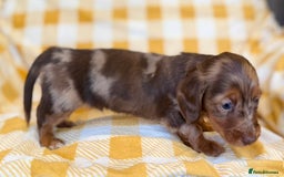 Miniature Dachshund dogs for sale: Long haired dachshund puppie - Advert 8
