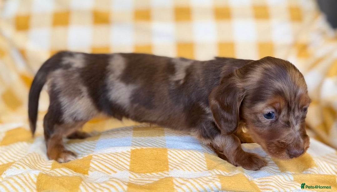 Miniature Dachshund dogs for sale: Long haired dachshund puppie - Advert 8