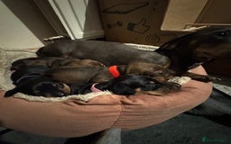 Miniature Dachshund dogs for sale: Adorable KC Reg smooth coated mini Dachshunds - Image 17