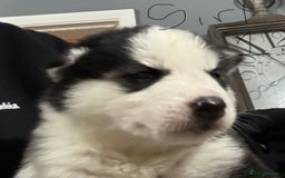 Siberian Husky dogs for sale: gorgeous huskies puppies for sale! - Image 1