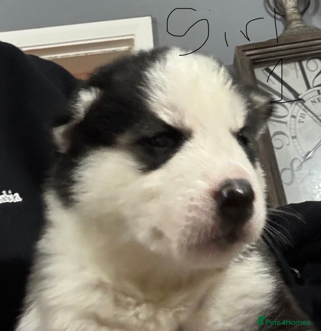 Siberian Husky dogs for sale: gorgeous huskies puppies for sale! - Image 1