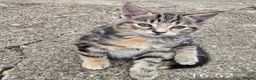 Mixed Breed cats for sale: Fluffy kittens 8 weeks old for sale ! in Wellingborough - Advert 5