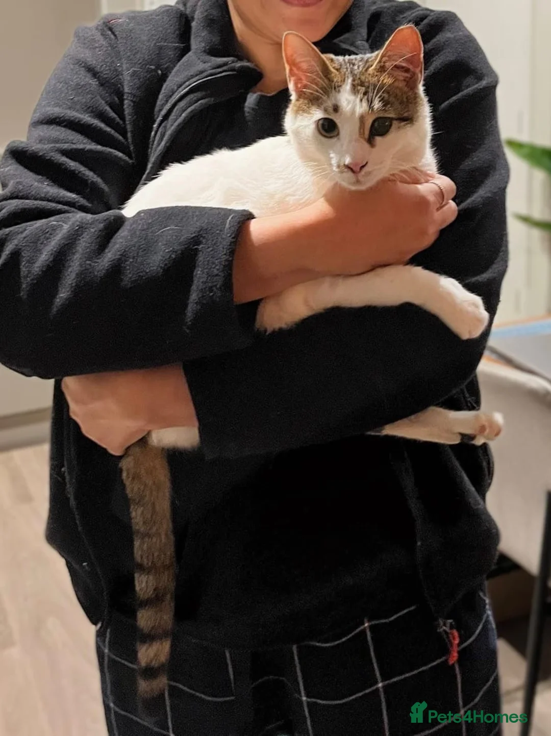 Mixed Breed cats for adoption: ANAKIN -HAPPY CAT WITH DOG -CALM -  INTELLIGENT - Advert 1