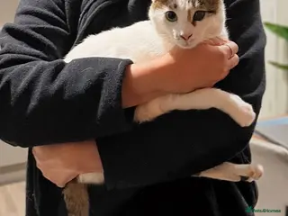 Mixed Breed cats ANAKIN -HAPPY CAT WITH DOG -CALM - INTELLIGENT - Advert 16