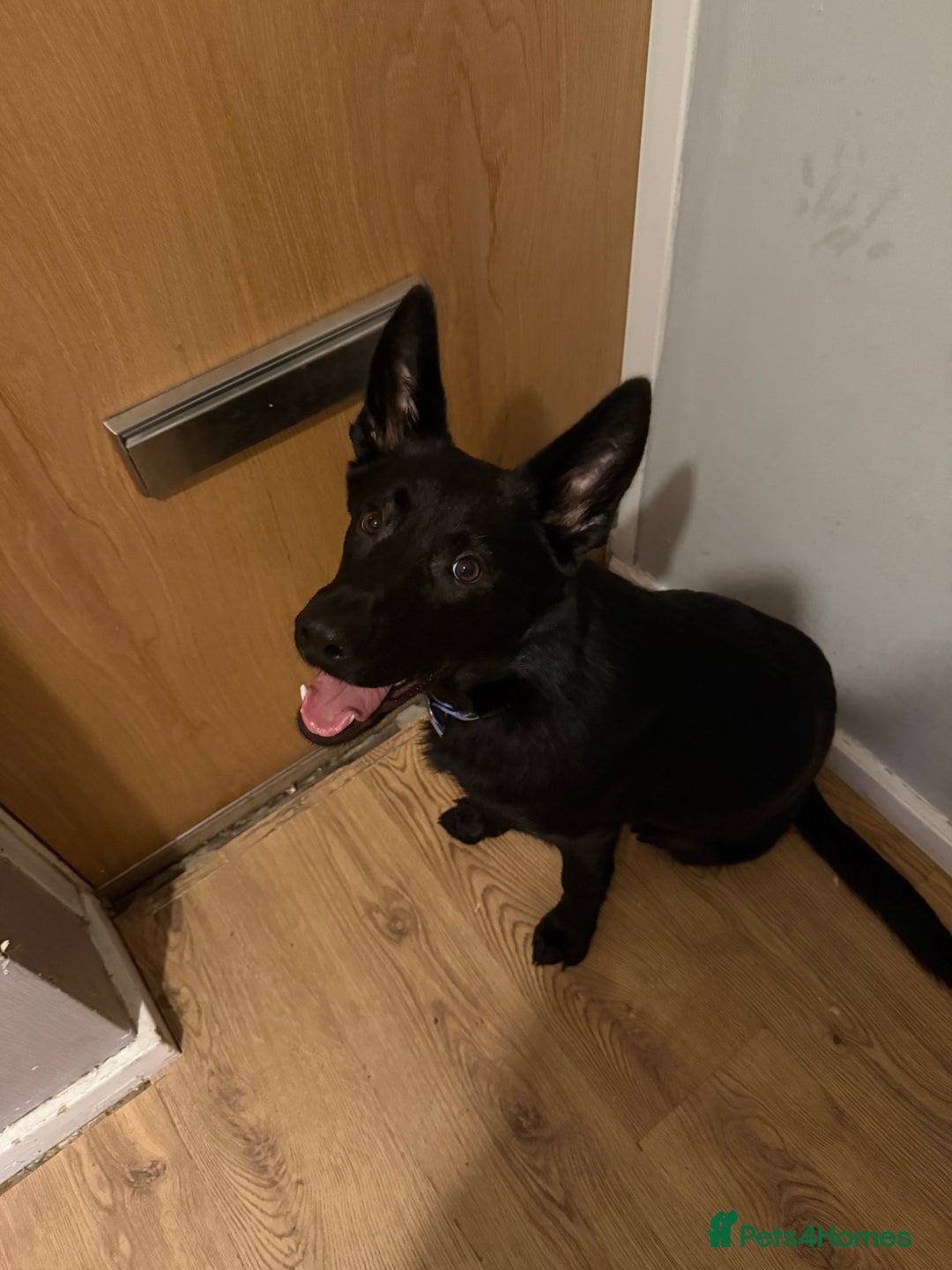 German Shepherd dogs for sale: Storm - Advert 1