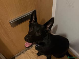 German Shepherd dogs Storm - Advert 3