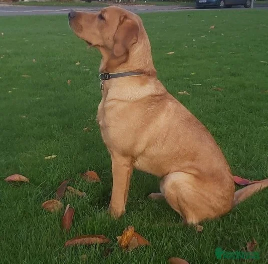 Labrador Retriever dogs Stunning, well proven KC fox red Lab for stud. in St Albans - Advert 9