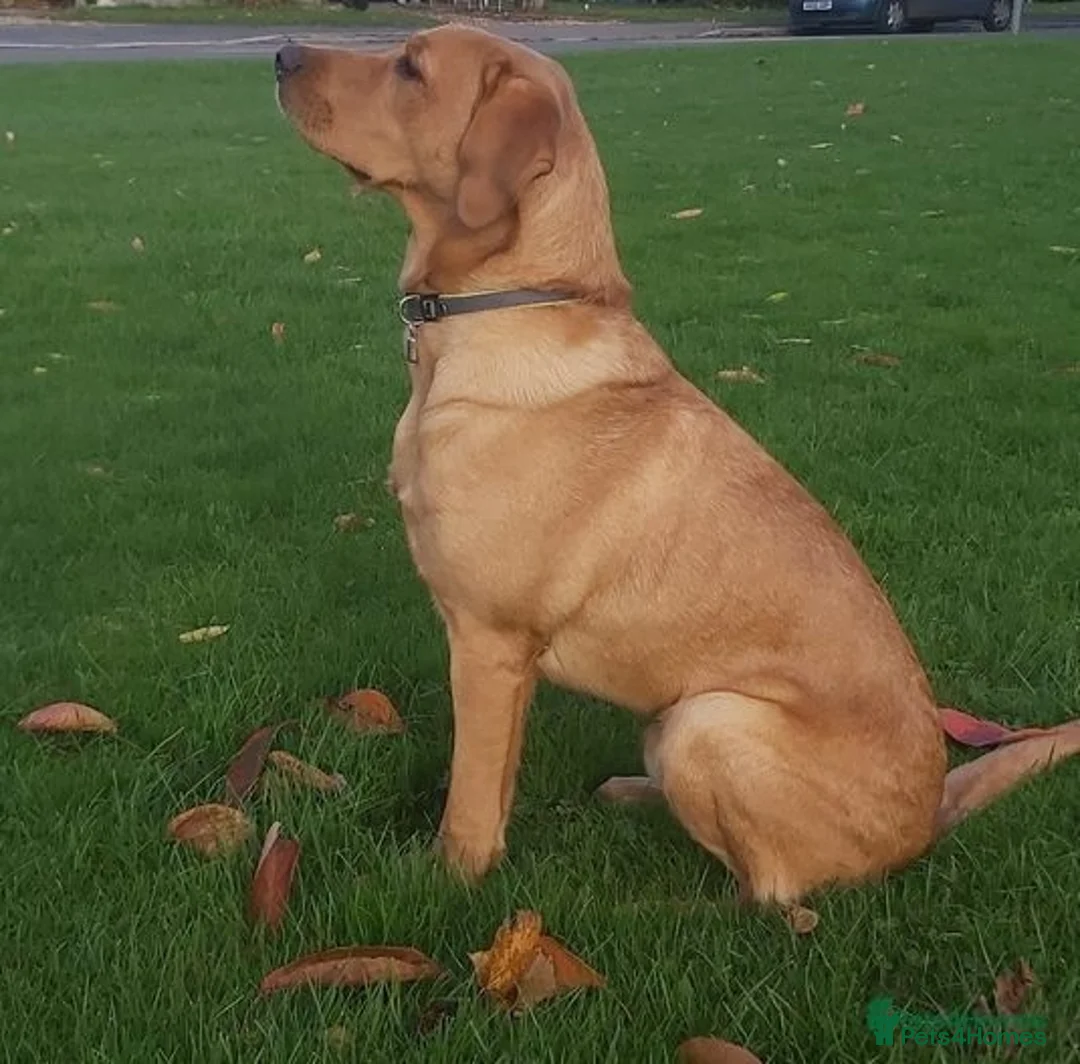 Labrador Retriever dogs for stud: Stunning, well proven KC fox red Lab for stud. in St Albans - Advert 1
