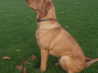 Labrador Retriever dogs in St Albans - Advert 10