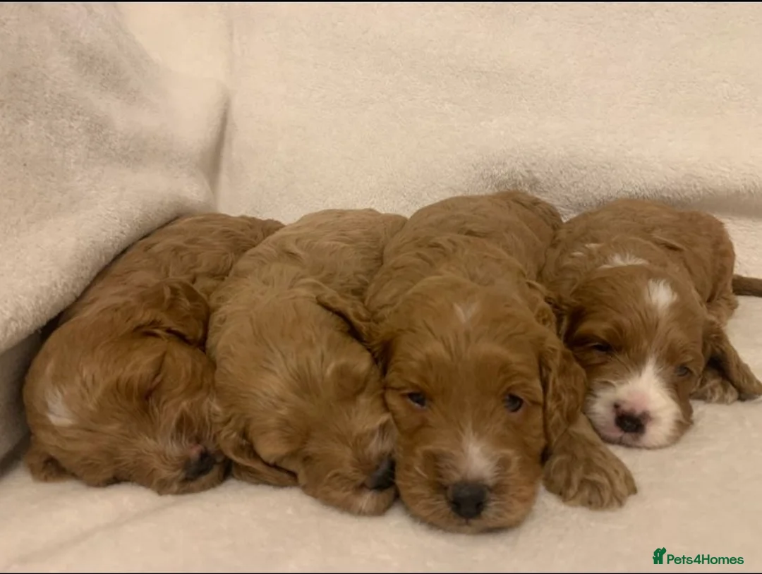 Cockapoo dogs for sale: F1 Cockapoos - health tested parents  - Advert 4