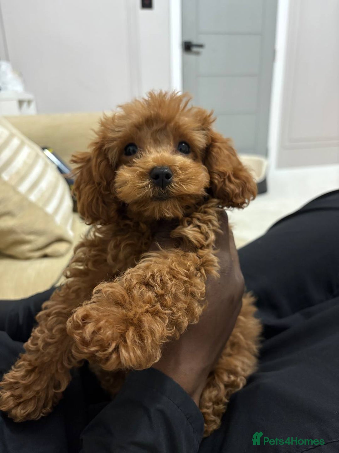 Cavapoo dogs for sale: 🐾 Toy Poodle Puppy  Absolutely Adorable 🐾 - Advert 2