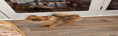 Pomeranian 1