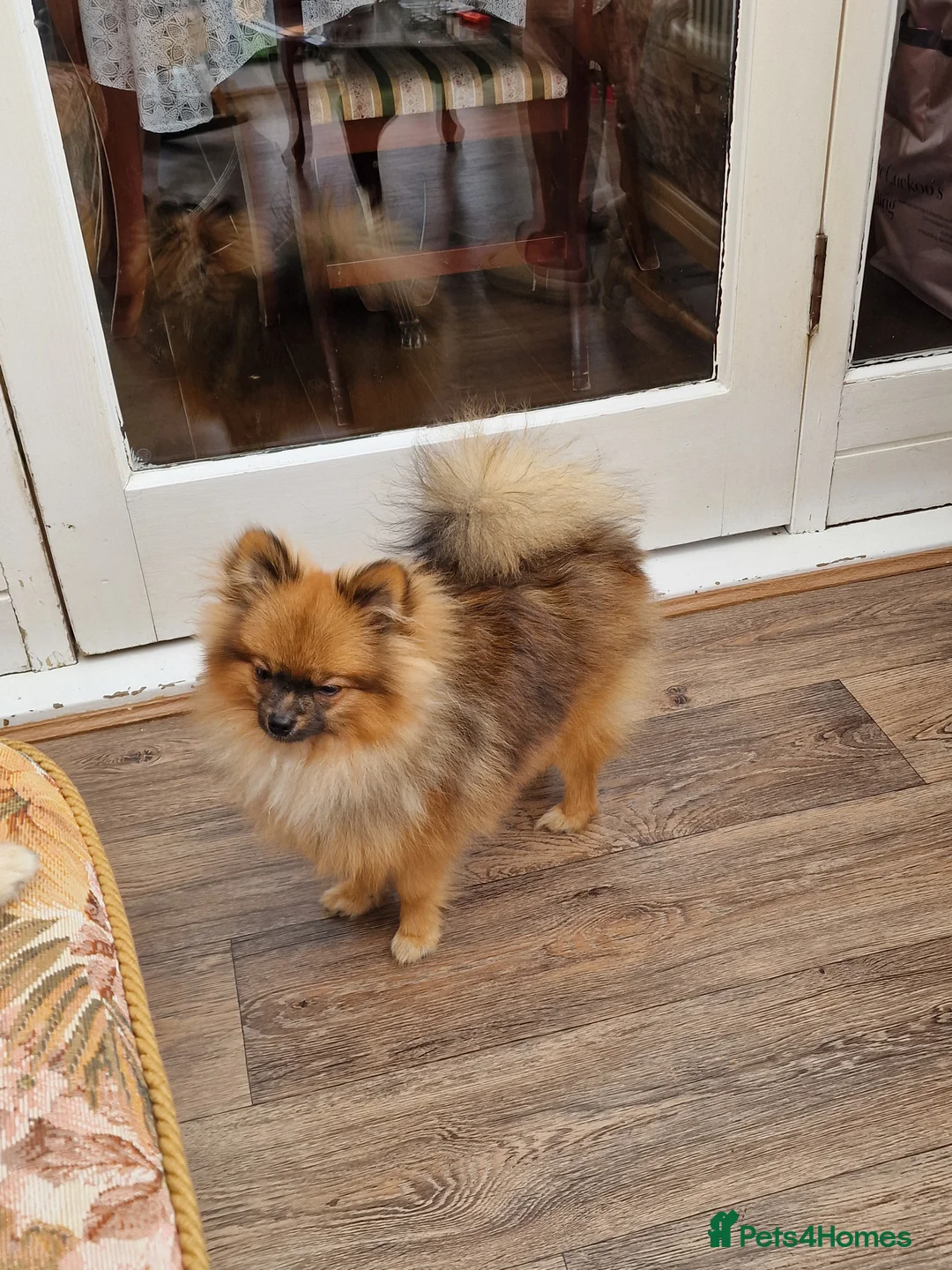 Pomeranian dogs for sale: Beautiful male pomeranian  - Advert 2
